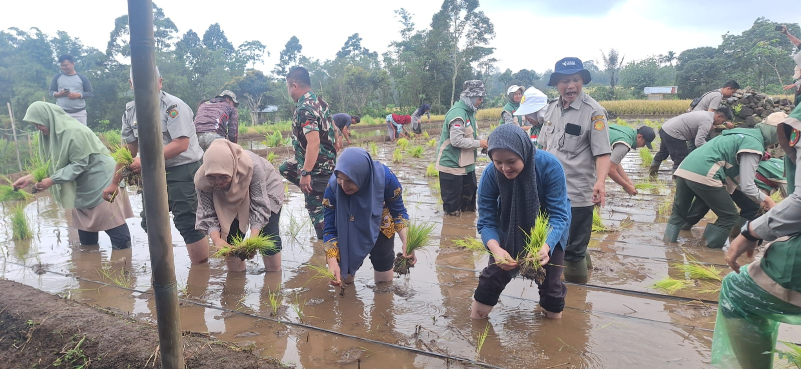Dorong Swasembada Pangan, DKPP Ikuti Gerakan Tanam Padi Bersama