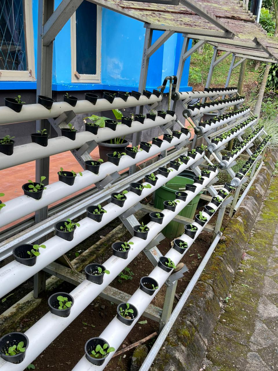 Perawatan dan Nutrisi Tepat, Kunci Sukses Budidaya Tanaman Hidroponik