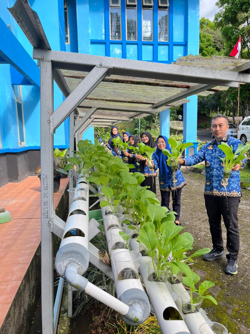 Hijau dan Produktif, Dinas Ketahanan Pangan dan Perikanan Kota Pagar Alam Sukses Panen Sayuran Hidroponik